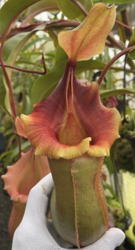 veitchii x ventricosa be-4674 – Cook's Carnivorous Plants