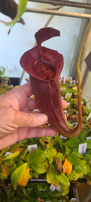 Nepenthes Hybrids