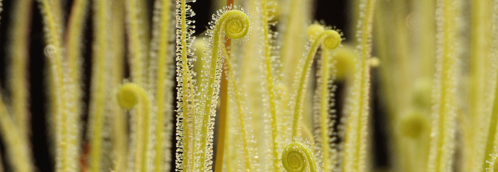 Drosera (Sundews)