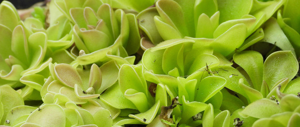 Pinguicula (Butterwort)