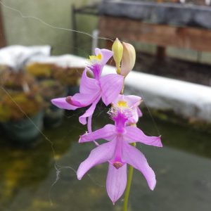 Bog Companion