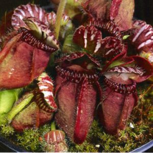 Cephalotus