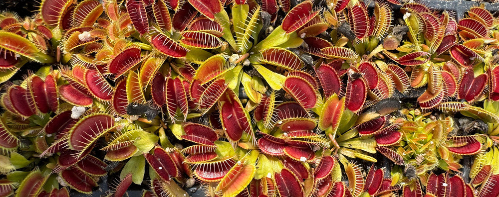 Dionaea (Venus Flytraps)
