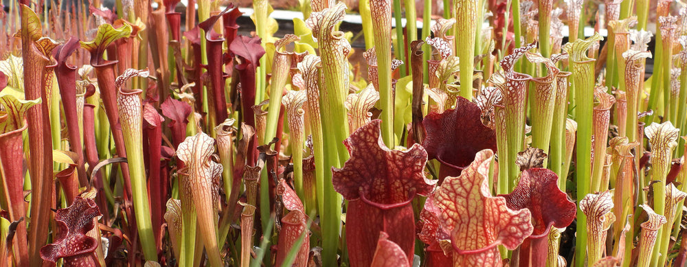 Sarracenia (Pitcher Plants)