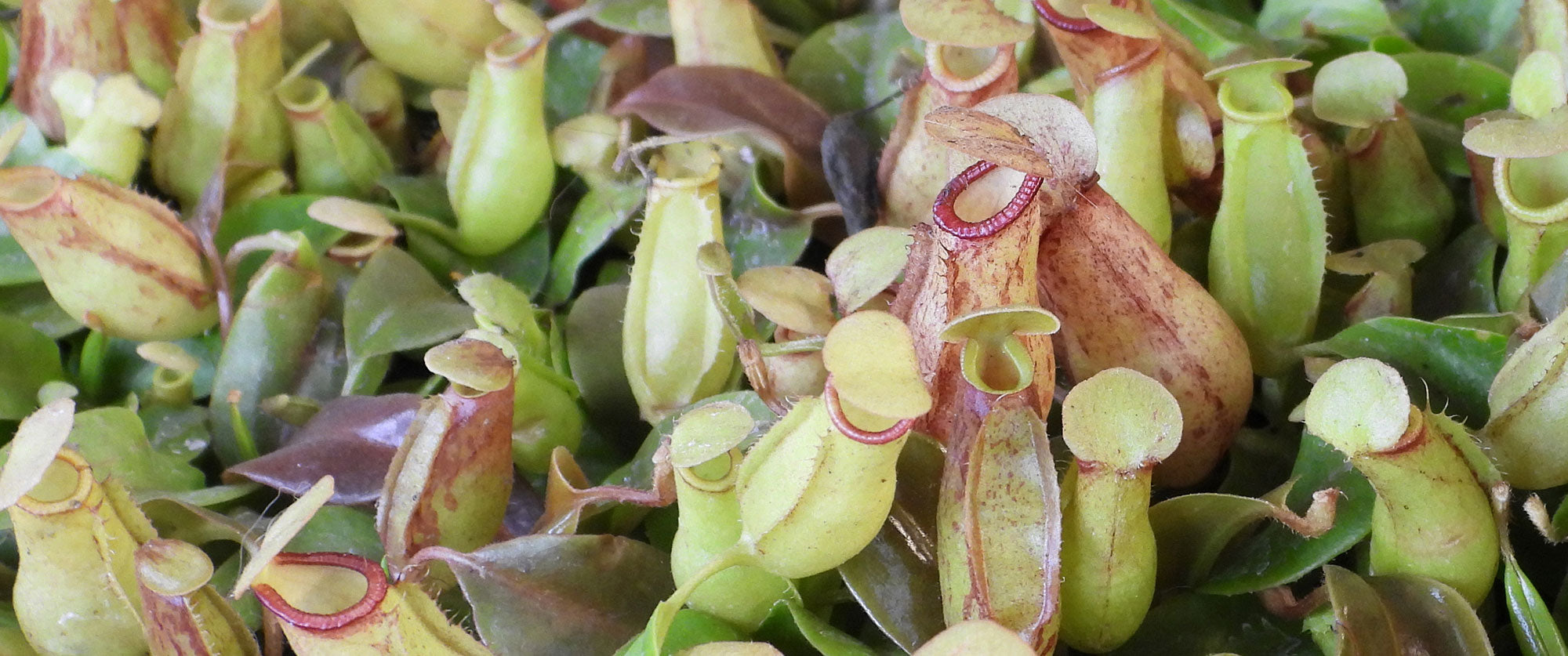 Nepenthes (Tropical Pitcher Plants)