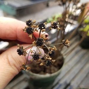 Seeds