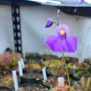 Utricularia (Bladderwort)