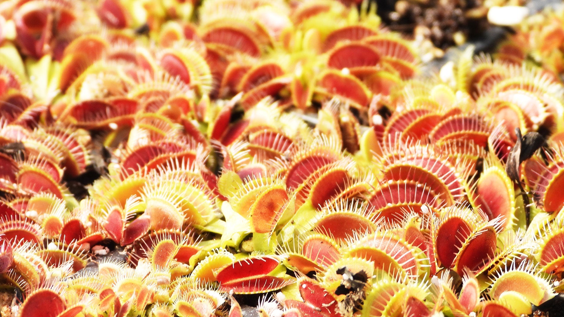 Carnivorous Plants 101