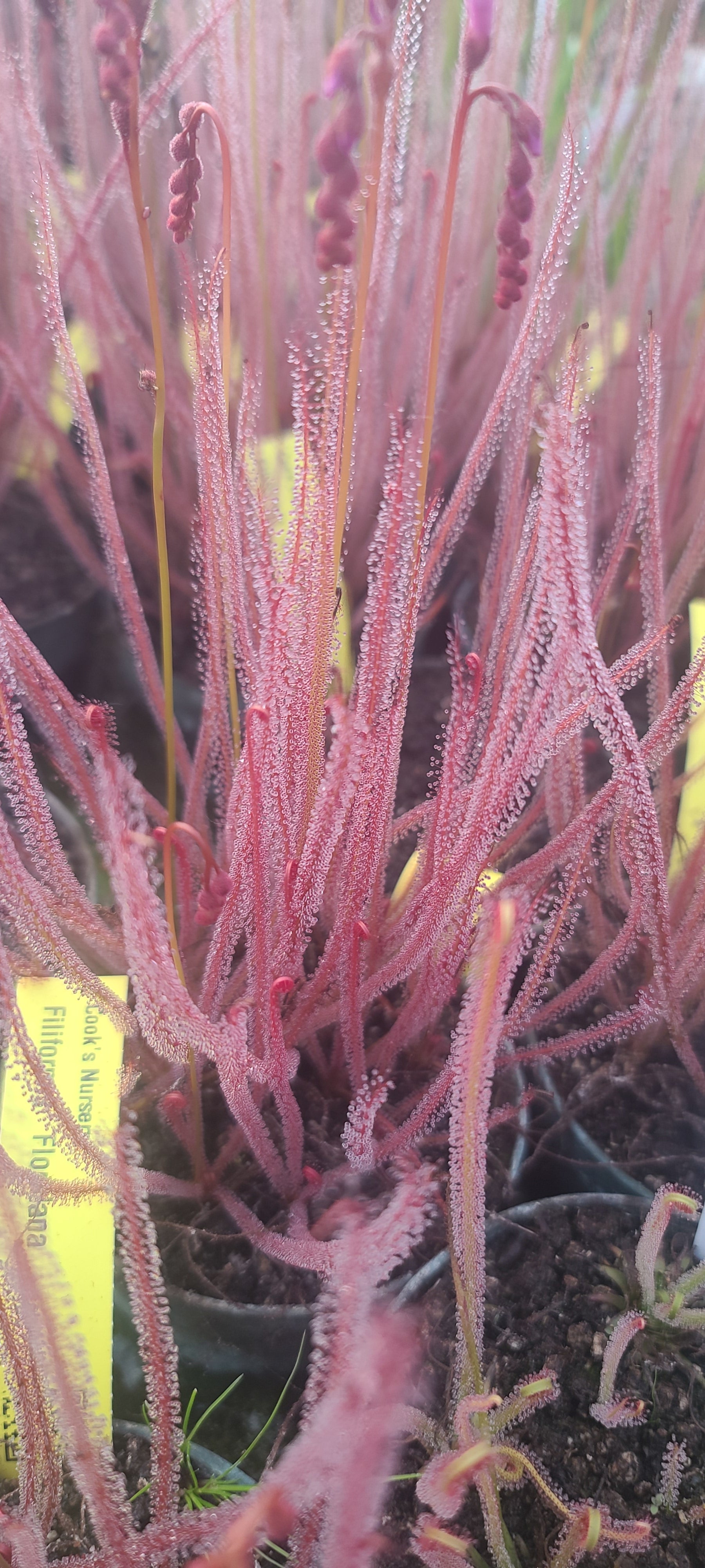 filiformis floridana sundew gnat catcher