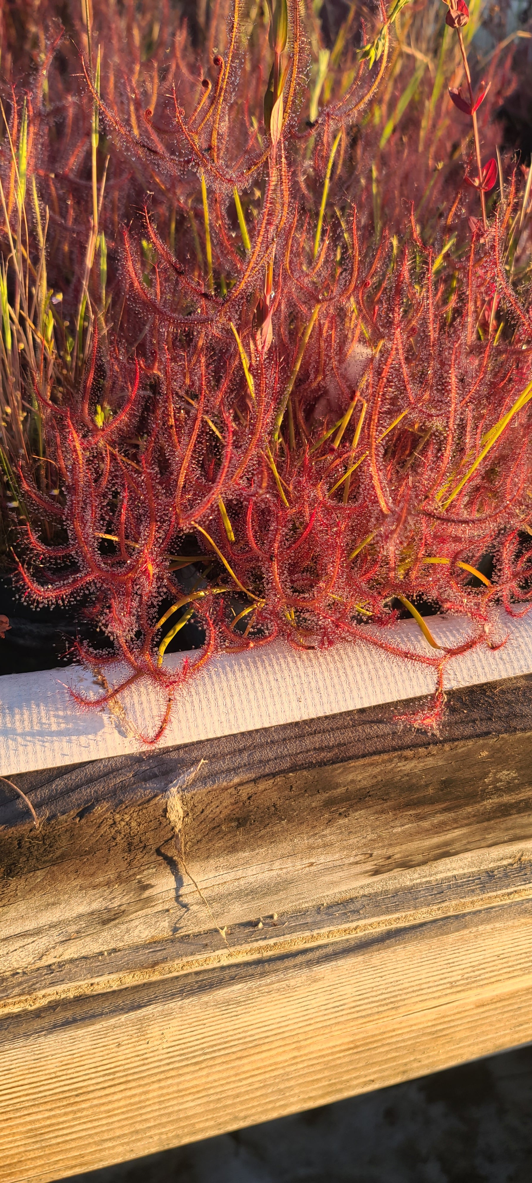 binata dichotoma Blackheath NZ sticky fork