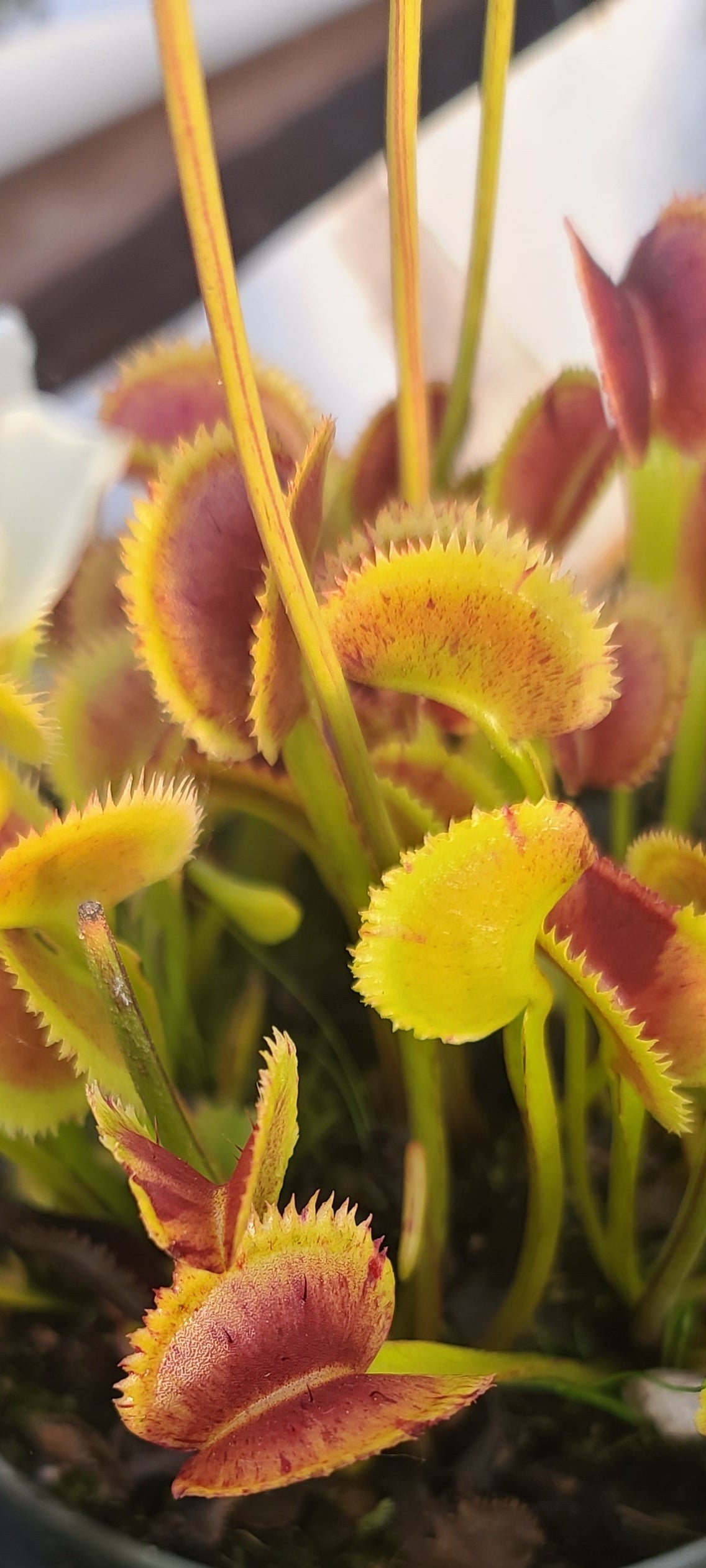 scarlatine-Venus flytrap