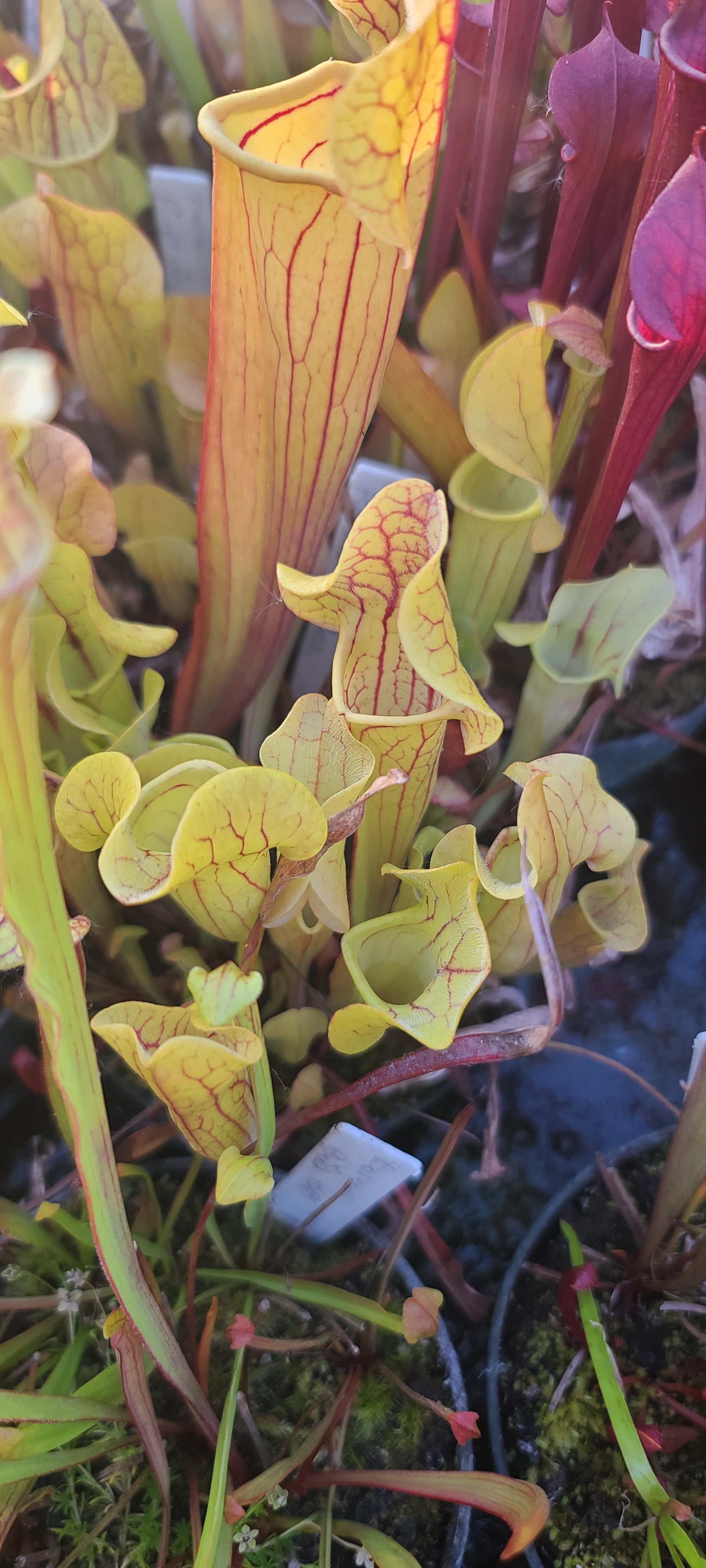 Doreen's Colossus x purpurea veinless