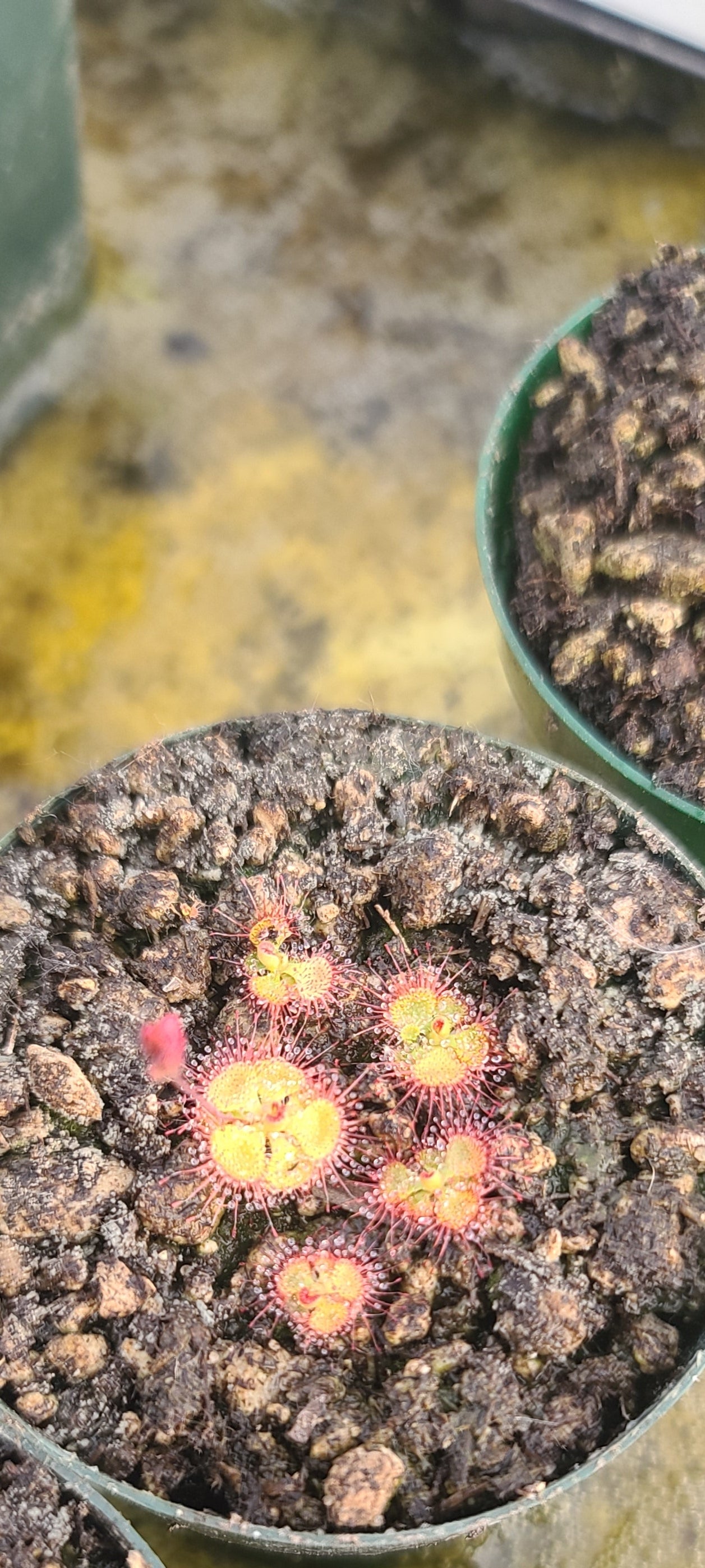 Burmannii Annual Sundew