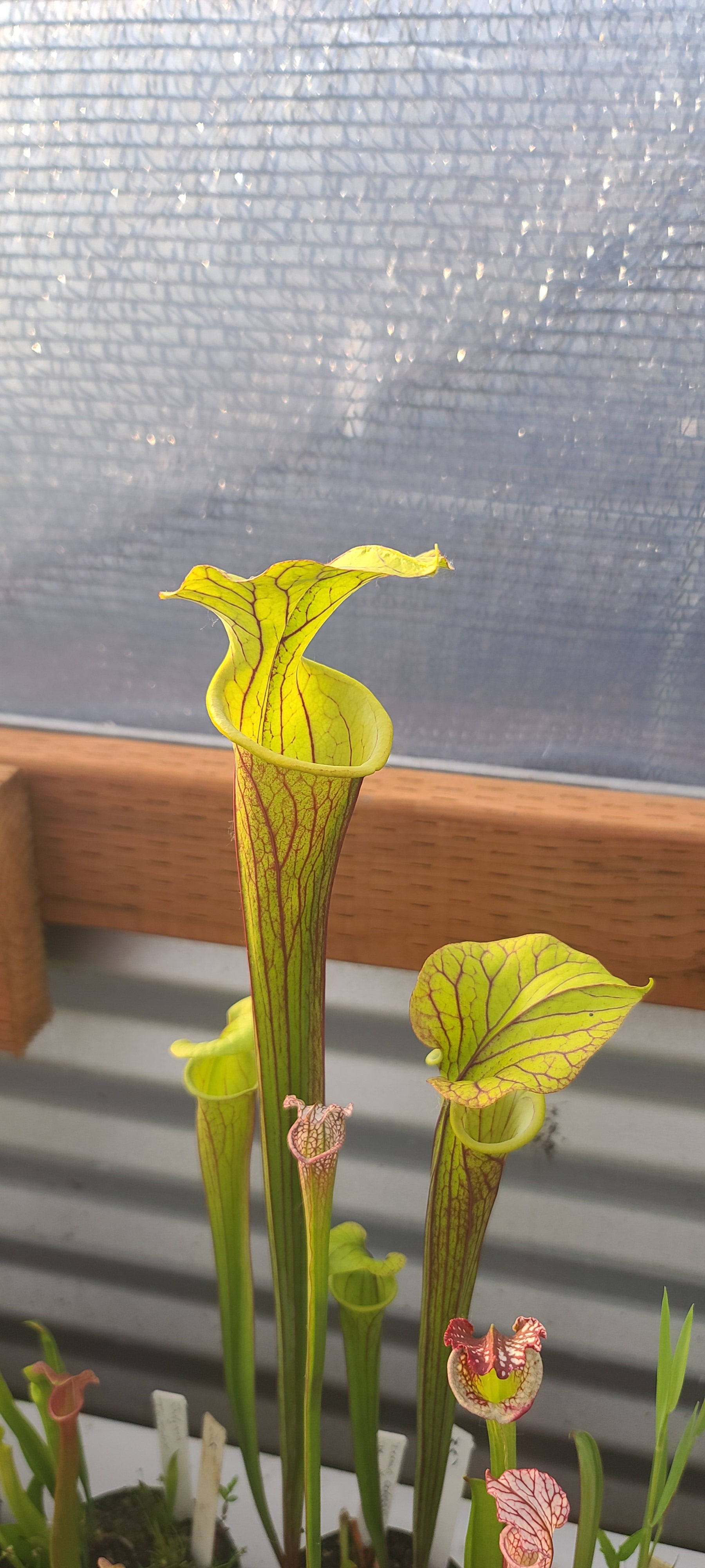Doreen's Colossus x black widow