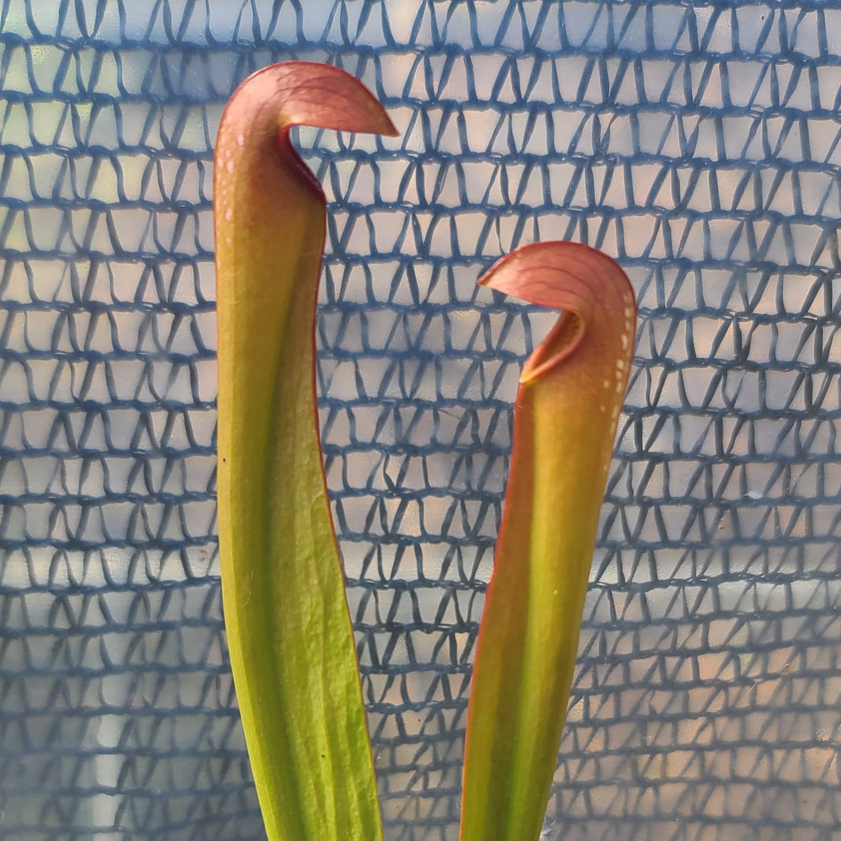 Minor Okeefenokeensis clone Q