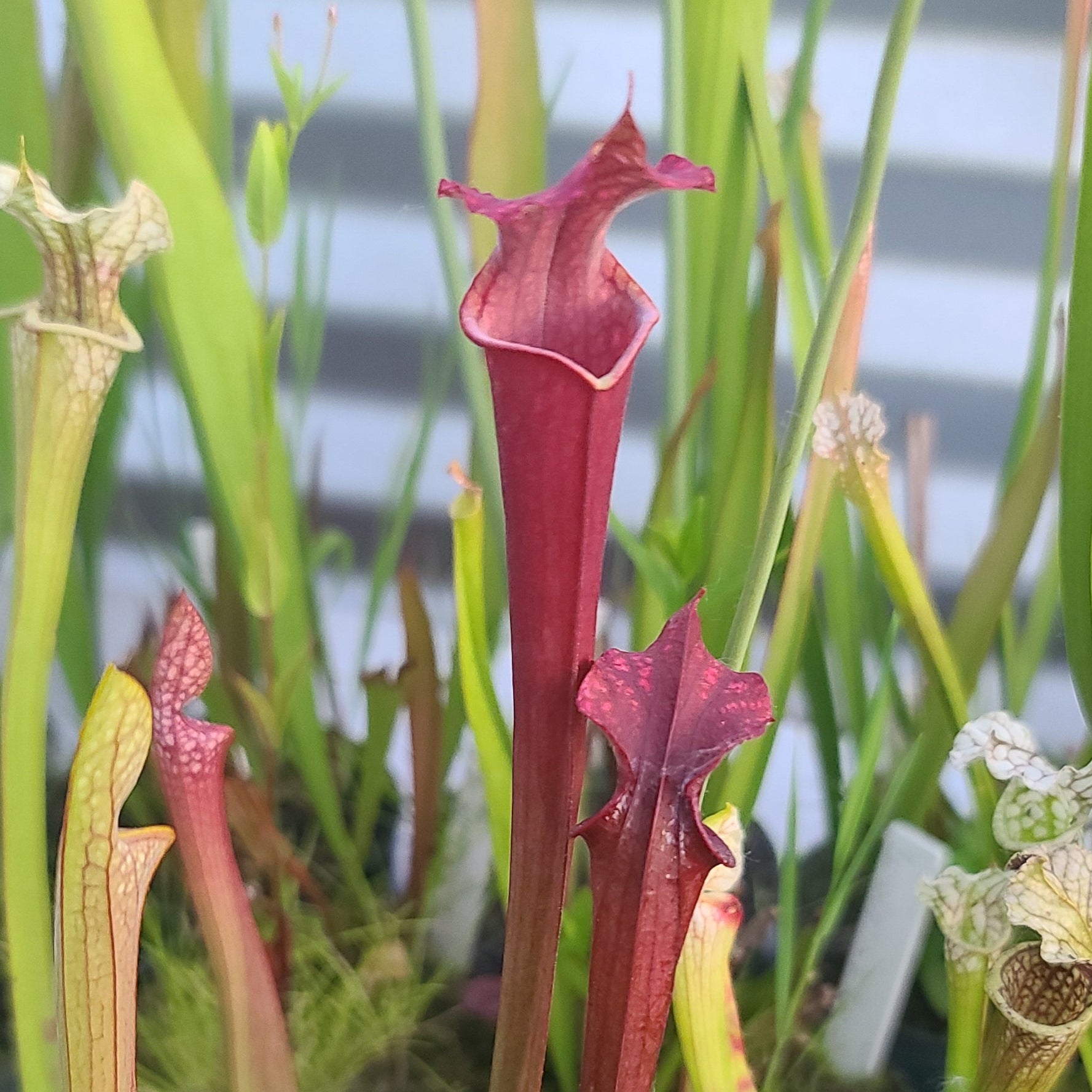 Leucophylla x Alucard cook's cross
