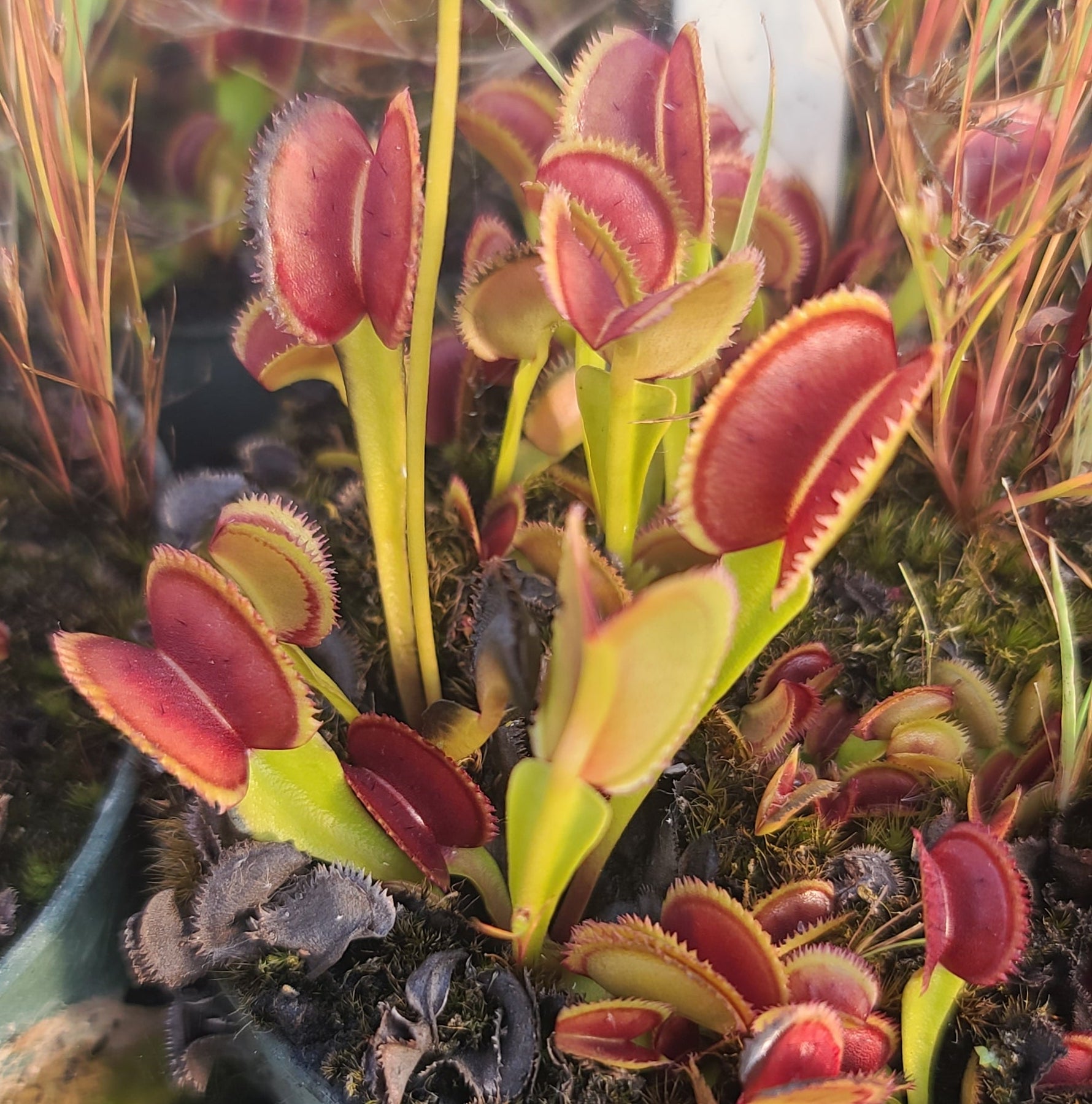 Sawtooth-venus flytrap