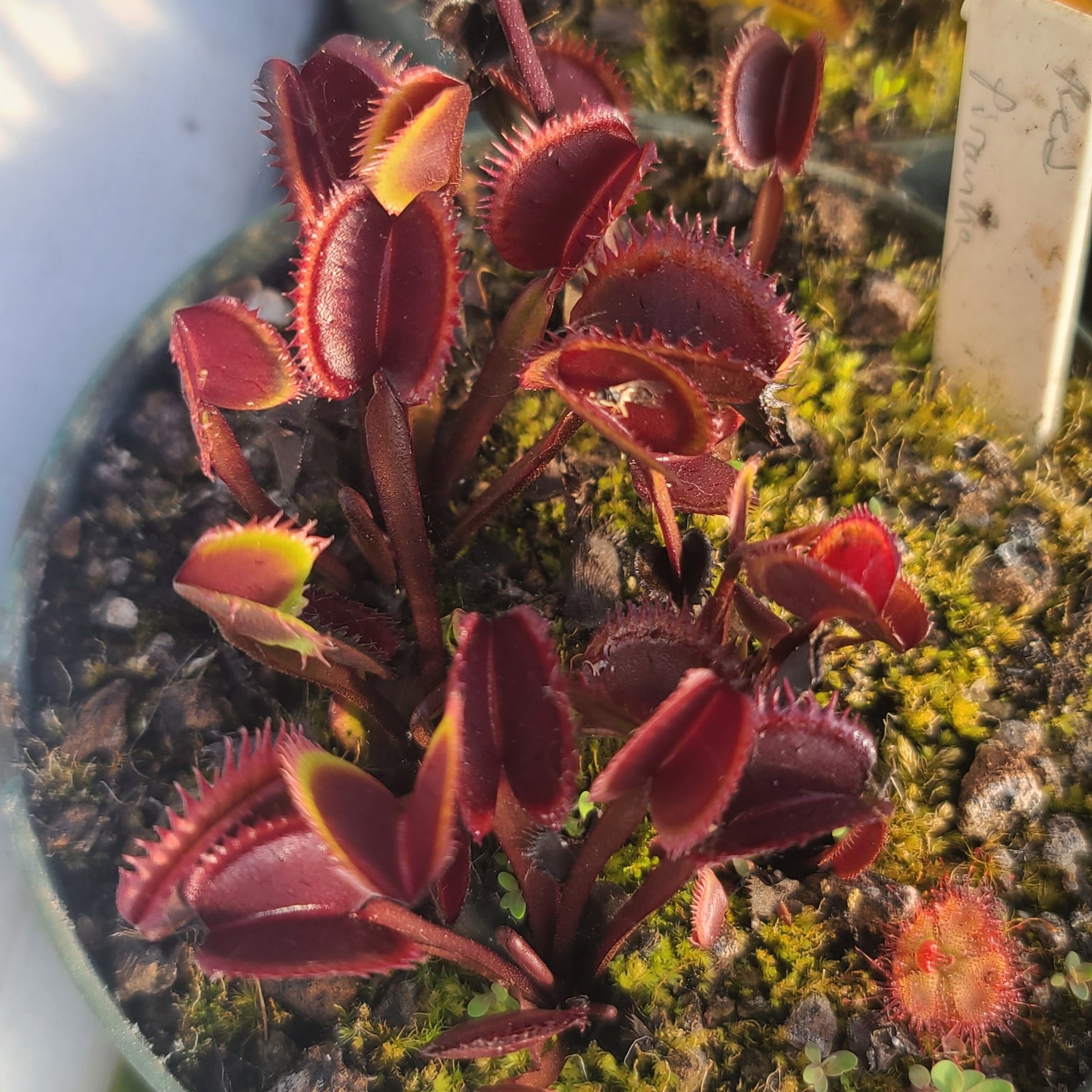 Red Piranha-venus flytrap