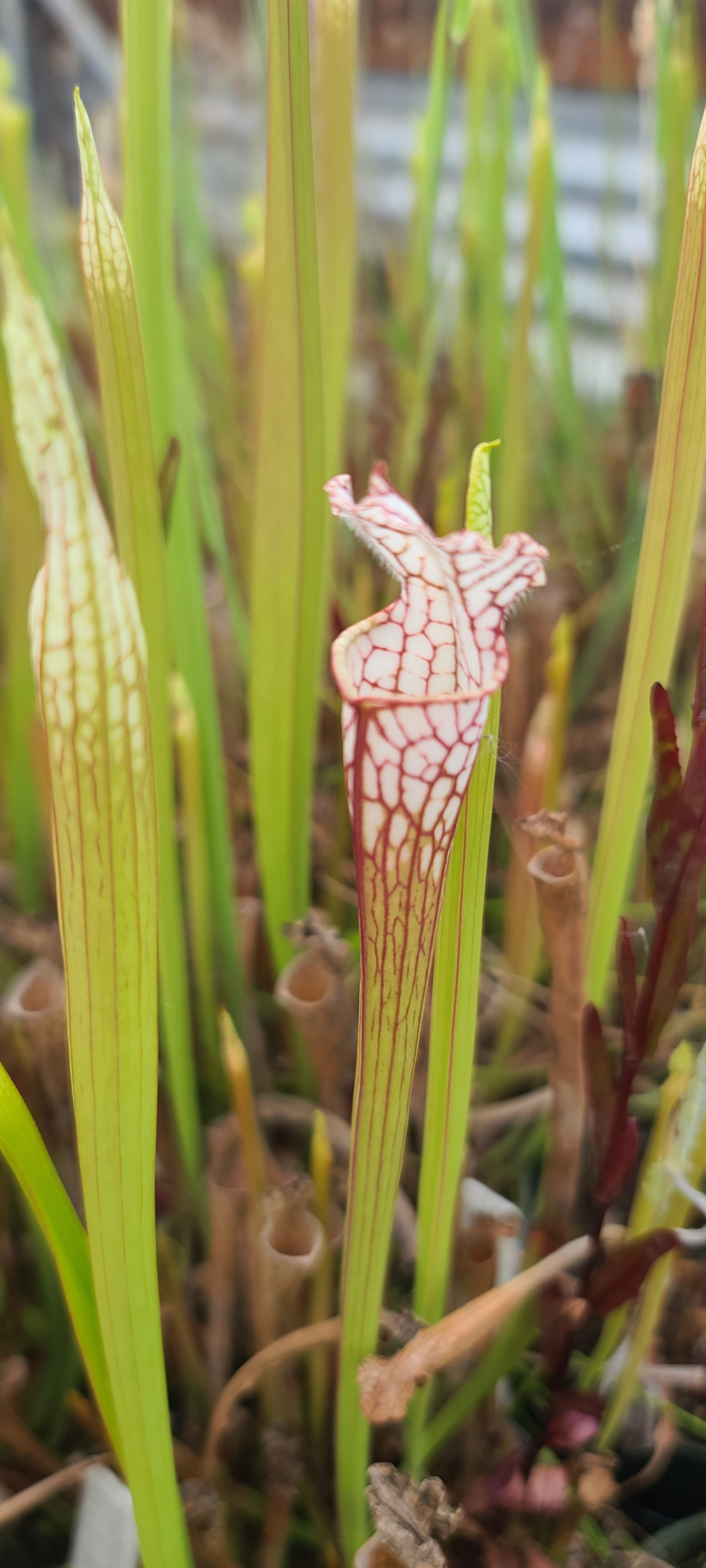 leucophylla Sumpter GA x MS
