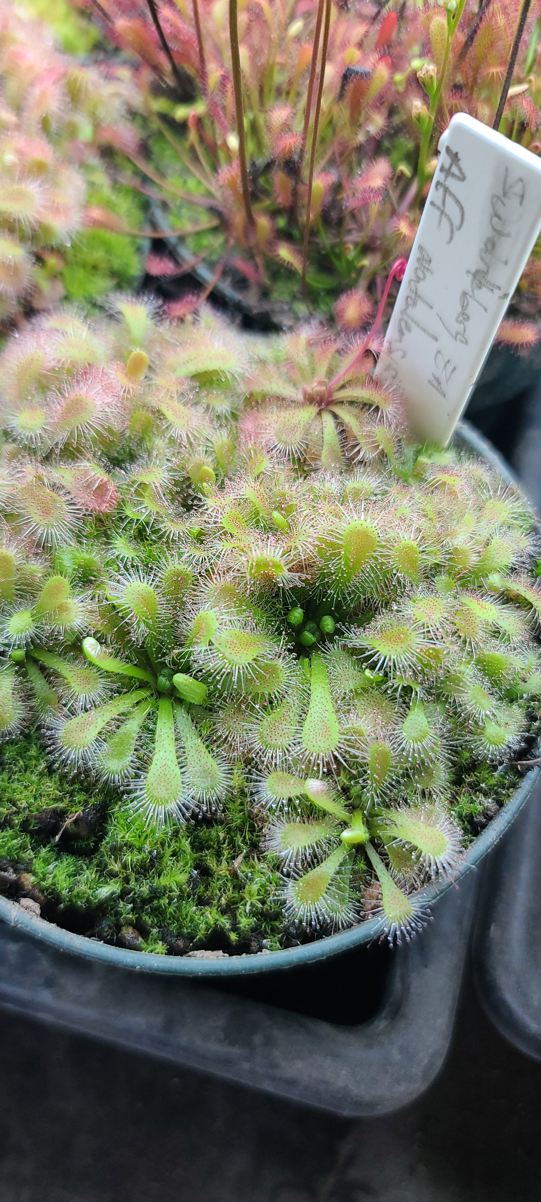 Drosera aff natalensis (Swartberg,ZA)