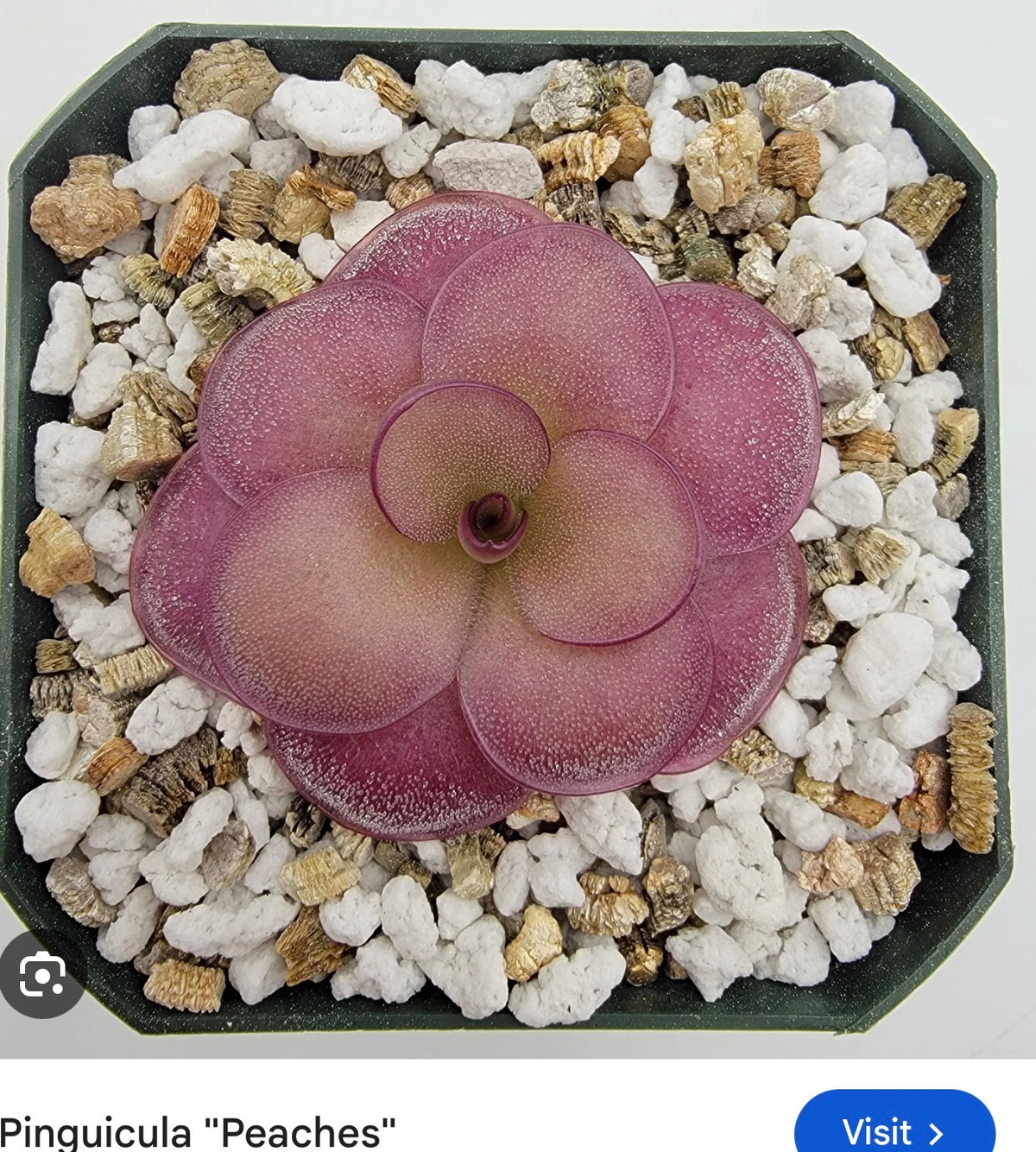 Peaches