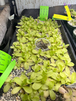 Gigantea