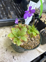 Pachua x elizabethiae