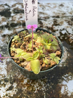 Pachua x elizabethiae