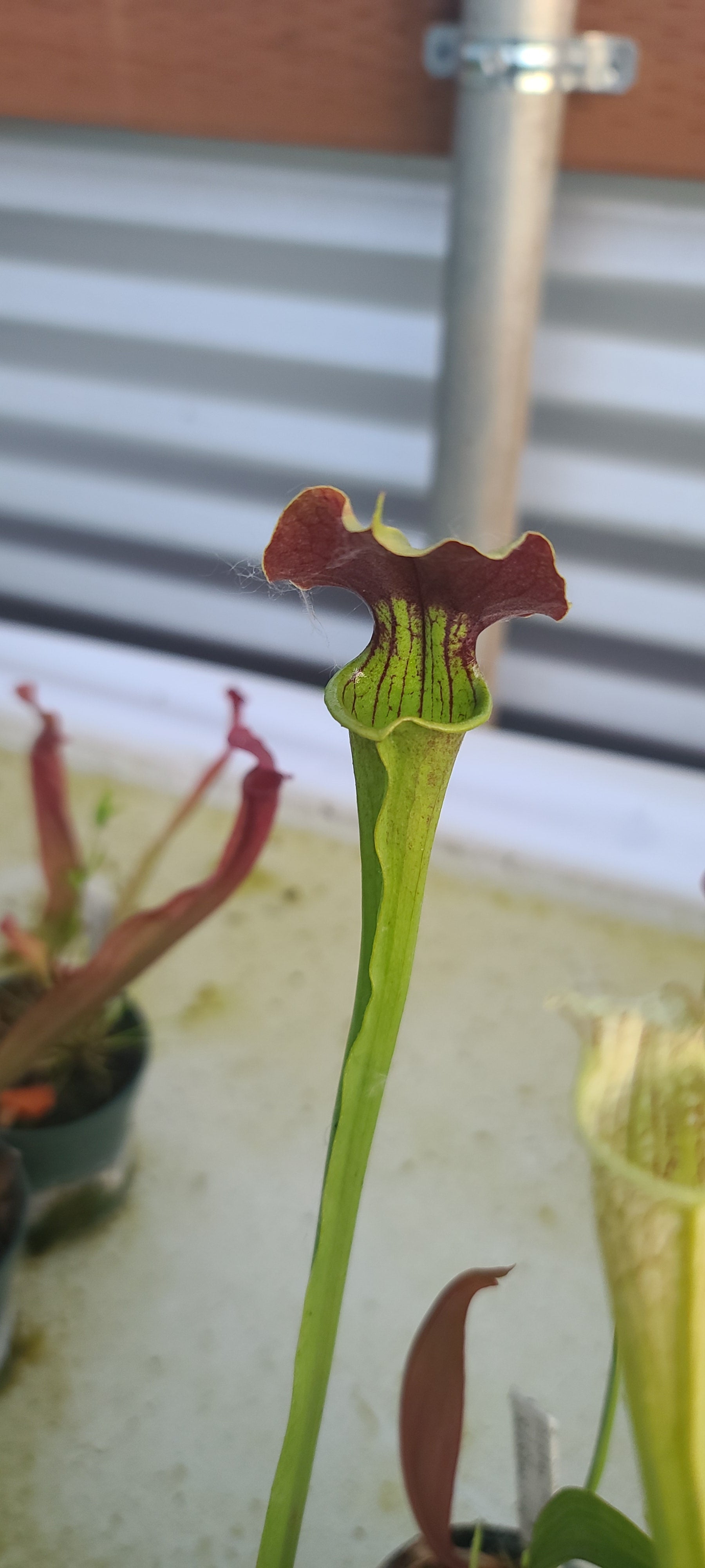 Close-up of a red and green Alata red black x catesbaei cooks cross Pitcher Plant with a blurred background