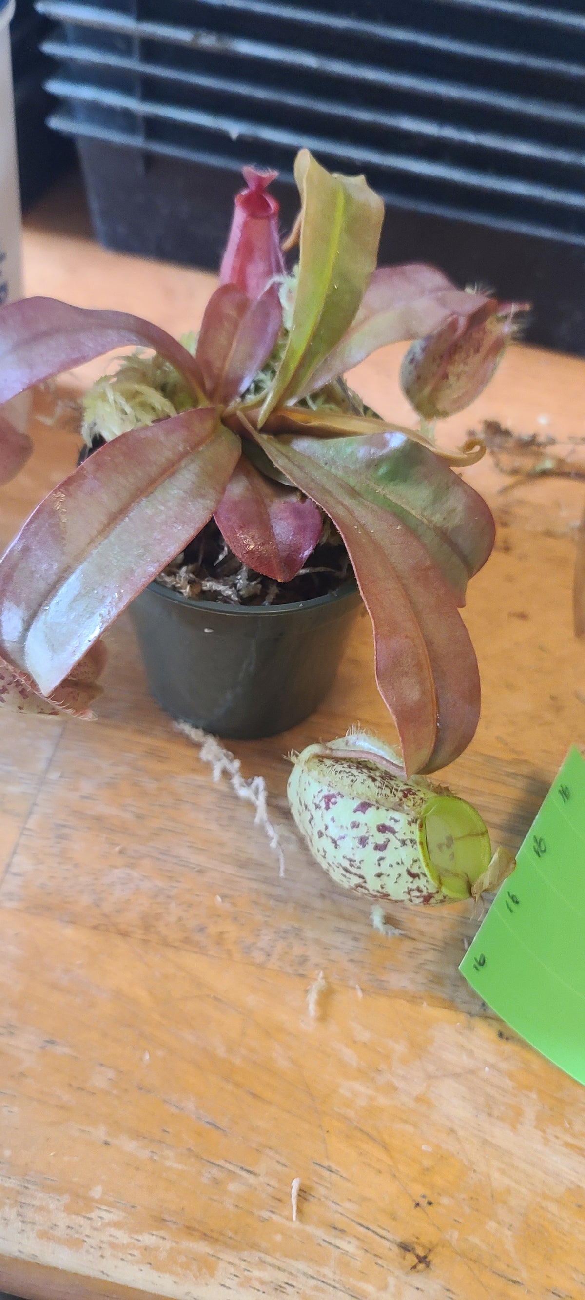 A close-up of a pitcher plant with reddish-brown leaves and pale green pitcher cups, photographed on a wooden surface next to a small green card.
