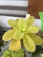 Gigantea