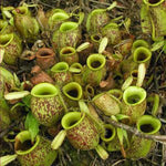 Close-up of carnivorous pitcher plants in a natural setting