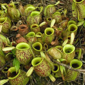 Close-up of carnivorous pitcher plants in a natural setting