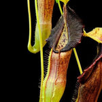 Close-up of a carnivorous plant with a dark background