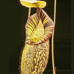 Close-up of a pitcher plant with a dark background