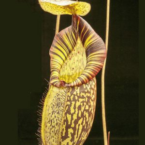 Close-up of a pitcher plant with a dark background