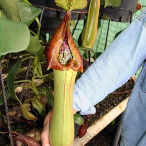 truncata seed grown