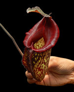 Close-up of a pitcher plant held by a hand against a black background