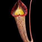 Close-up of a pitcher plant with a dark background