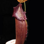 Nepenthes pitcher plant with a dark background
