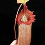 Close-up of a pitcher plant with a dark background