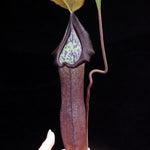maxima x ramispina BE-3740