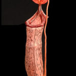 Close-up of a pitcher plant with a dark background