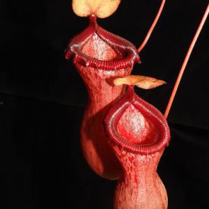 Close-up of a red pitcher plant against a black background