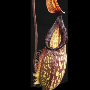 Close-up of a pitcher plant with intricate patterns on a black background