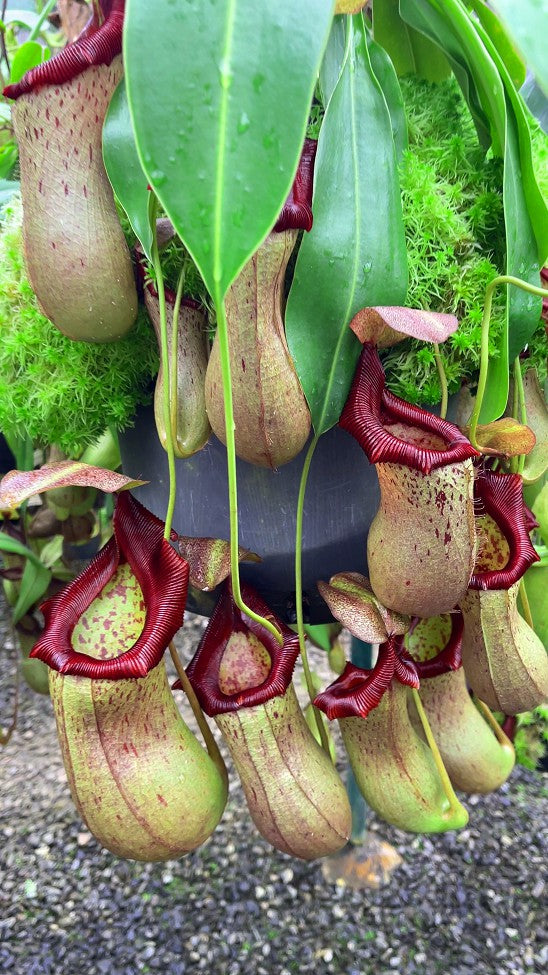 Hanging pitcher plants with green and red pitchers in a natural setting.
