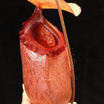 Close-up of a pitcher plant with a dark background
