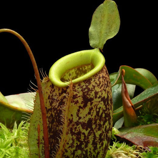 Close-up of a carnivorous plant with a dark background