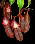 Close-up of pitcher plants with a black background