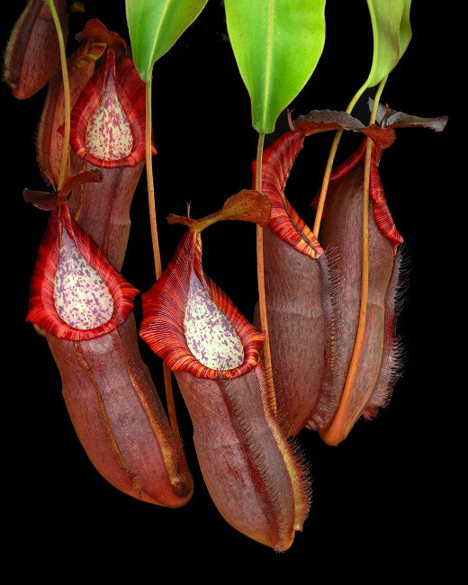 Close-up of pitcher plants with a black background
